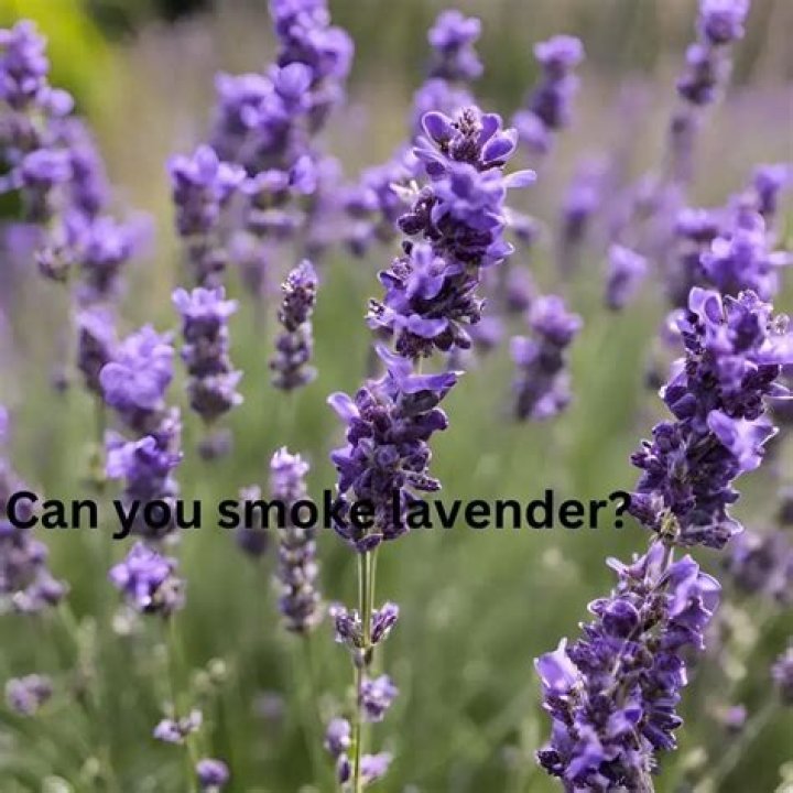 What can kill lavender