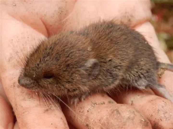 What do baby voles eat
