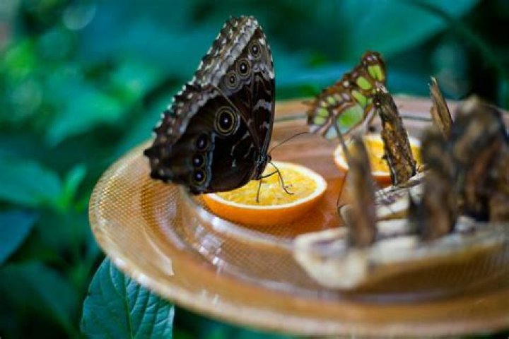What do butterfly eats