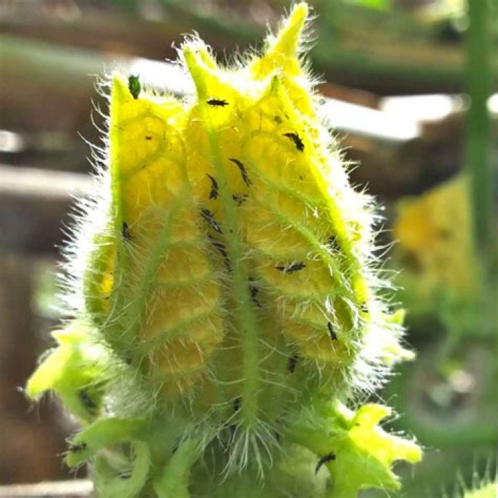 What do thrips feed on