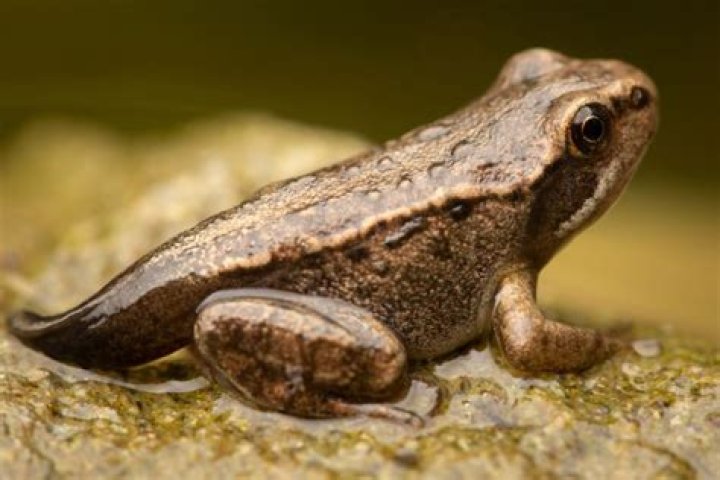 What does a froglet do