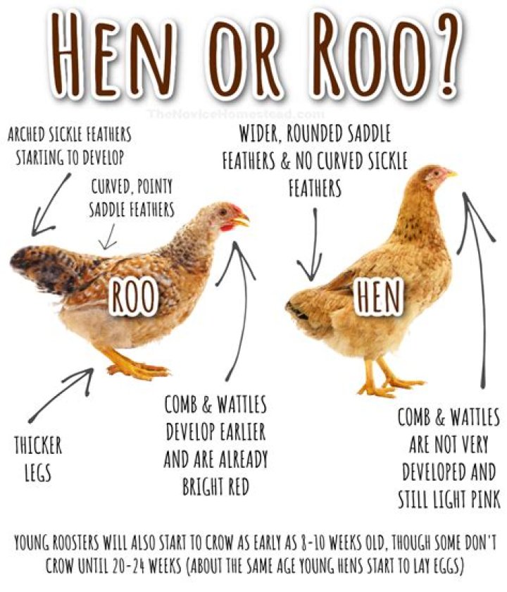 What does Old Hen mean